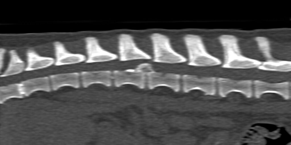 Sagittal CT scan of a dog spinal needing surgery